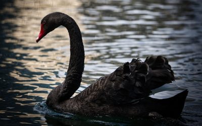 Cisnes negros: prepararse para lo impredecible